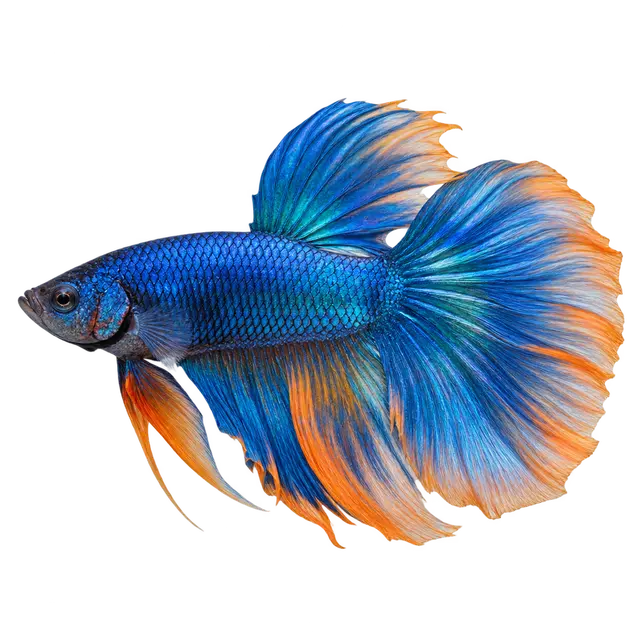 Fish Community on Wagter